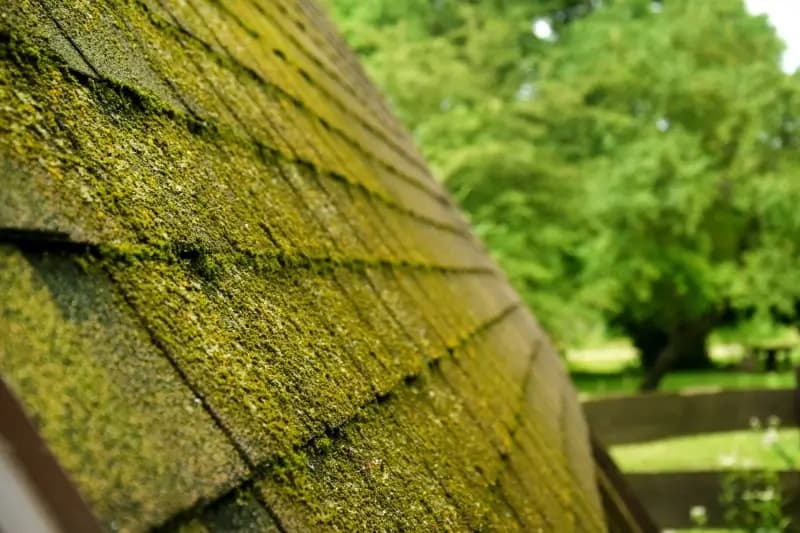 Moss growing on a roof in Oahu Hawaii before soft washing