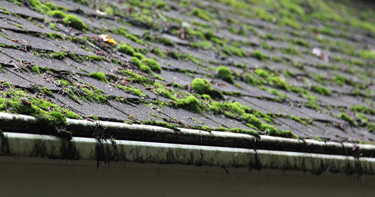 Algae buildup on a roof in Oahu Hawaii before roof cleaning
